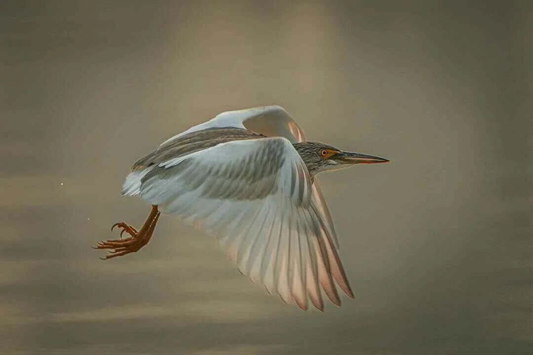 Malagasy Pond-Heron Flying